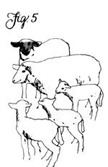 Figure 5: A minimal flock consists of a ram and two or three ewes.